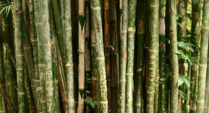 Køb bambusstrømper på FodProdukter.dk - ultrabløde, naturligt antibakterielle og svedabsorberende